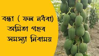 বন্ধা ( ফল নধৰা ) অমিতা গছৰ সমস্যাৰ নিৰাময়ৰ উপায় ৷The method of interrupting papaya production produ