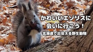 北海道の森林で出会える可愛いエゾリスをお届けします🐿️