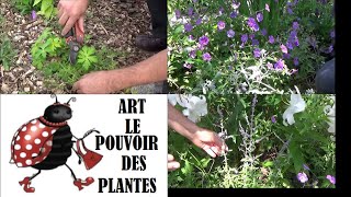 Jardinage: Perovskia, geranium blue sunrise: Taille et entretien Plantes vivaces