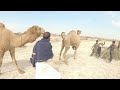 camel breeding female camel first time camel mating animal mating camelmating animals