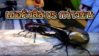 Beetle VLOG EP.9: แกล้งพี่อั๋น เอาเฮอคิวลิสไปท้ากับกว่างชน @AunAtcStudio