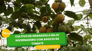 Cultivo de granadilla bajo invernadero con asocio de tomate - TvAgro por Juan Gonzalo Angel Restrepo