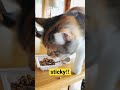 納豆大好きまろこさん shorts cat 猫 猫動画 ねこ