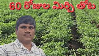 మిర్చి 60 రోజుల పంట , మిర్చి సాగుబడి......🌶🌶🌶🌾🌿🌵🌿🌿