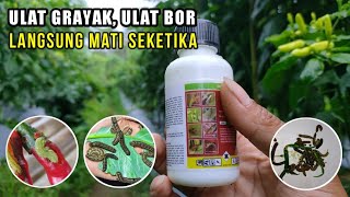 ULAT K.O.!!! Cara Mengatasi Ulat Grayak Atau Ulat Bor Yang Sudah Kebal Pada Cabe | Cabe Kaliber