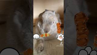 【うさぎ】やっぱ焼き鳥最高やわ！🐰#shorts