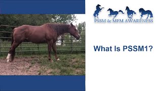 What Is PSSM1?