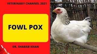 Poultry Medicine: Clinical Symptoms, Diagnosis, Treatment, and  Control Of Fowl Pox In Chickens