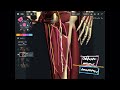 Important anatomy where possibly can be cause for sciatic nerve impingement