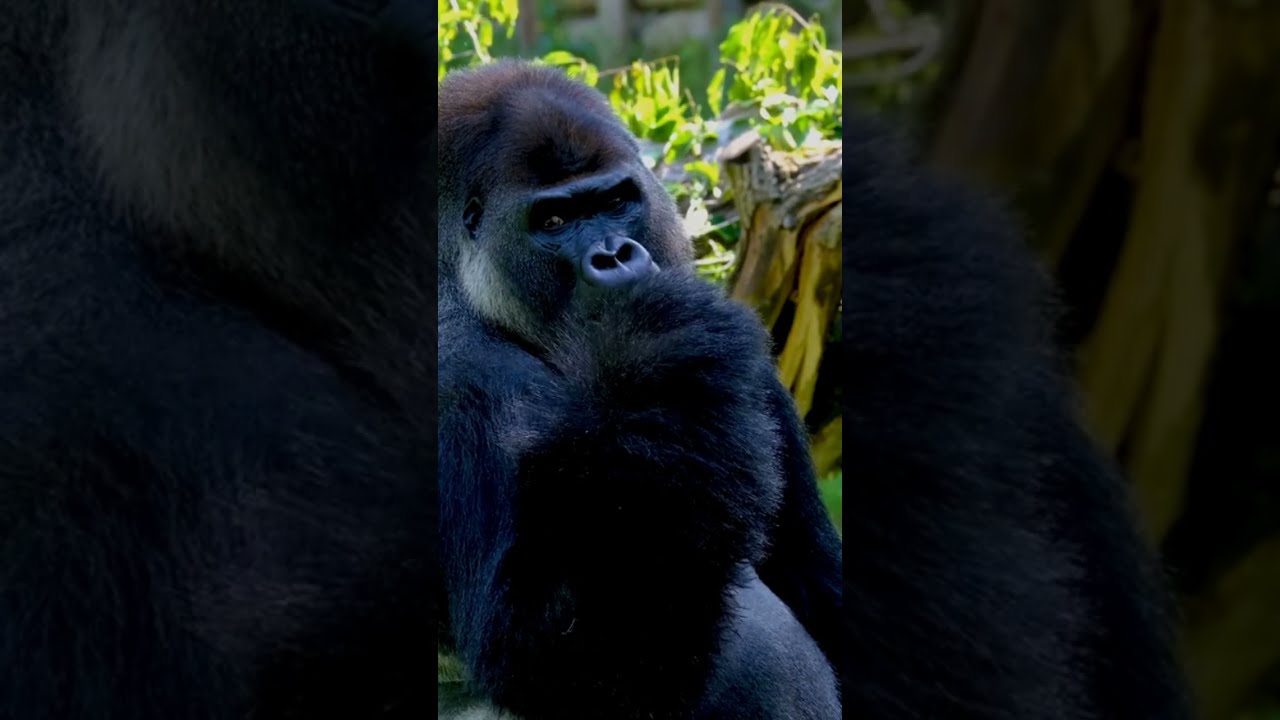 Coolest Gorilla Funny Moments Youtube