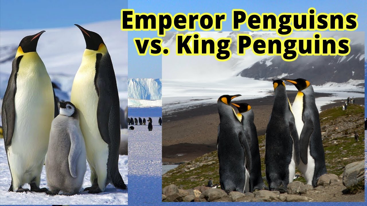 Emperor Penguin Images