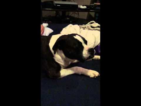 my dog won't stop licking the air my dog won't stop licking the air