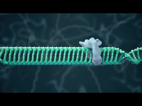 CF Foundation | How Gene Editing Could Be Used for CF CF Foundation | How Gene Editing Could Be Used for CF