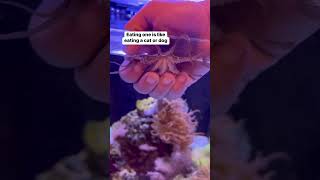 YOU SHOULD NEVER EAT A LIVE OCTOPUS