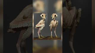 caocuongvu | Sự quái dị của loài cú | Sự Thật Là Lùng Mà Bạn Chưa Bao Giờ Biết #shorts