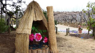 足利フラワーパークの冬牡丹と梅の花  4K  Winter peony and plum blossom