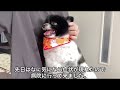 【費用】犬の健康診断🐶結果と費用