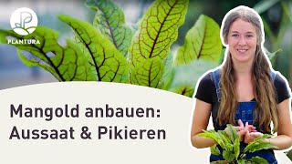 Mangold anbauen: Aussaat \u0026 pikieren (Anleitung)