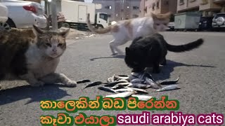 ගොඩ කාලෙකින් එයාලා බඩ පිරෙන්න කෑවා..gave some food to saudi cats🧡🧡