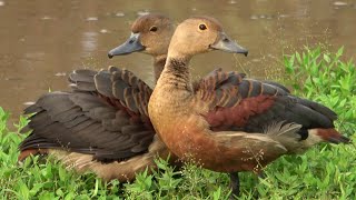 Lesser-whistling duck - flock flying  and chirping ച്രൂളൻ എരണ്ട കൂട്ടവും ചൂളംവിളിയും)