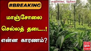 #BREAKING | மாஞ்சோலை செல்லத் தடை | MANJOLAI | NELLAI | MALAIMURASU SEITHIGAL