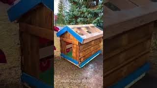 Dog house with a view 🐕 A stylish shelter with a clear roof 🐶