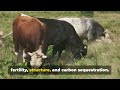 sustainable grazing harnessing the power of regenerative livestock management