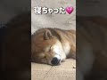 段ボールで熱心に一人遊びしていた柴犬が… shorts 柴犬