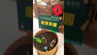 星源茶園