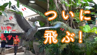 ハシビロコウのボンゴ、ついに飛ぶ!【Bongo in 那須 Season2】Part9  Shoebill Bongo finally flies!