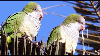 Wild Quaker Parakeets Eating Palm