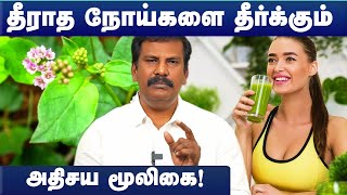 தீராத நோய்களை தீர்க்கும் அதிசய  மூலிகை|Mookiratai keerai benefits in tamil| Dr.Akshayan|Cosmo Health