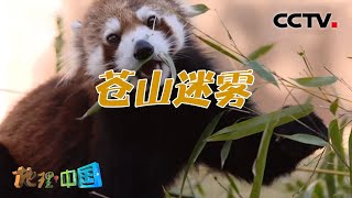 萌翻了！大理苍山“明星”小熊猫为何频频下山 行踪异常？滇西探秘·苍山迷雾 20210519 |《地理·中国》CCTV科教