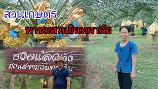 พาชมสวนอินทผาลัม #เกษตรผสมผสาน #เกษตรยุคใหม่ #อินทผาลัมพันธุ์เนื้อเยื่อ