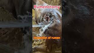 Impaction of rumen l Rumenotomy l Dr Umar Khan