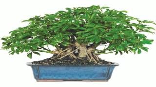 Pre Bonsai Hawaiian Umbrella Bonsai Tree Small