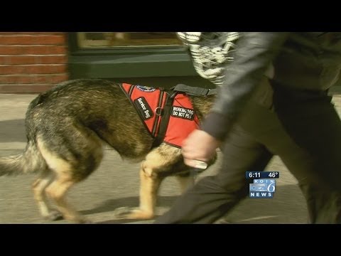 What makes a dog a service dog? What makes a dog a service dog?