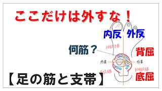 インパクトで覚えようシリーズ！解剖学【足の屈筋支帯・伸筋支帯を通る筋と作用】