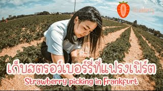 Vlog EP.7 Strawberry picking in Frankfurt เก็บสตรอว์เบอร์รี่ที่เยอรมัน เปรี้ยวๆหวานๆฉ่ำๆ