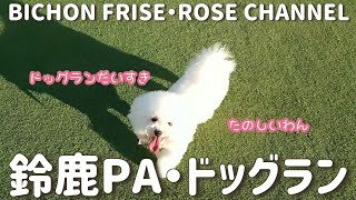 🌹鈴鹿パーキングエリア・ドッグラン【ビションフリーゼ】