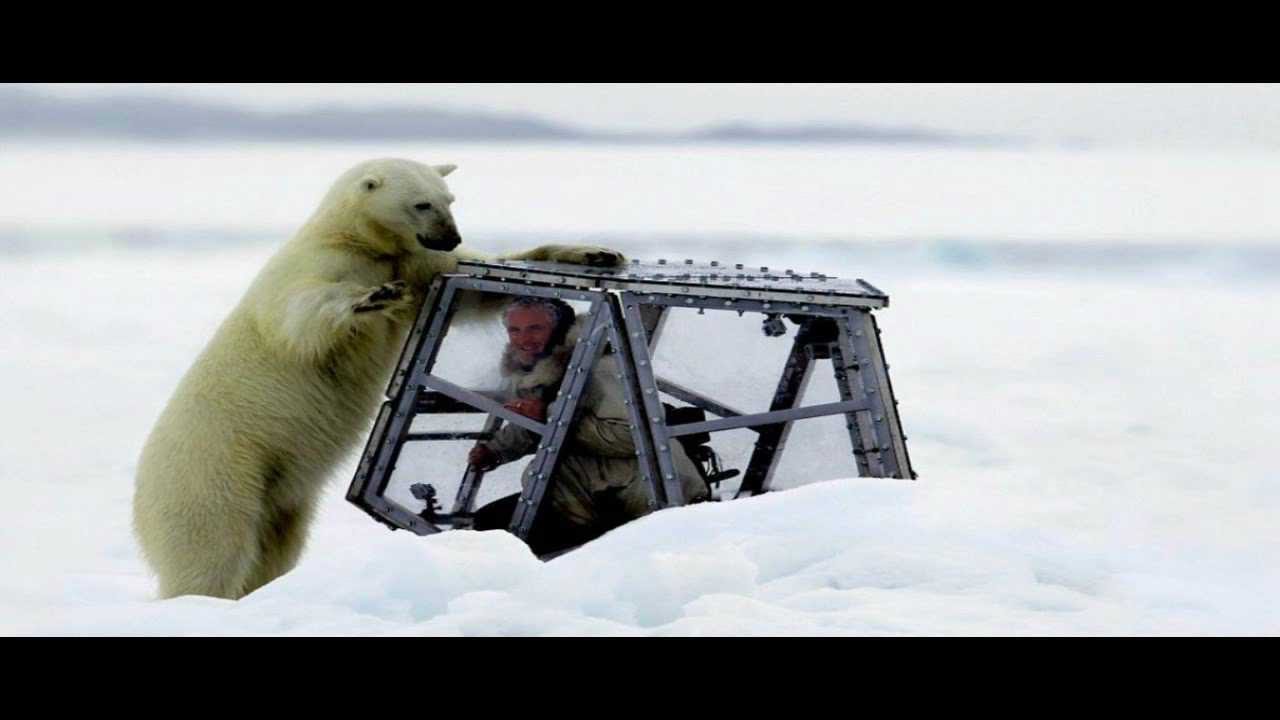 Incredible Footage Shows The Photographer Just A Perspex Cage Away From ...