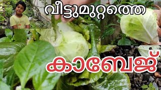 വീട്ടുമുറ്റത്തെ കാബേജ്🥬#sikavlogs  |cabbage krishi