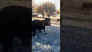 Wild yaks in pakistan
