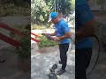 Kusu Island Singapore Southern Island 🏝️- 30 July 24 - Captain Z hugs a monitor lizard.