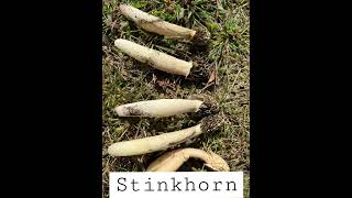 Stinkhorn mushroom