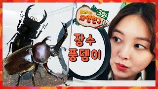 [Yura&Natural Friends 03]Long-horn fighter longevity beet! Longevity beetle VS Stag beetle?