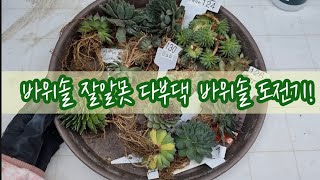 바위솔 잘모르는 다부댁의 바위솔 도전기 ! 오늘은 바위솔 흙도 관찰하고 바위솔 뿌리도 관찰하면서 흙을 털어 줍니다~