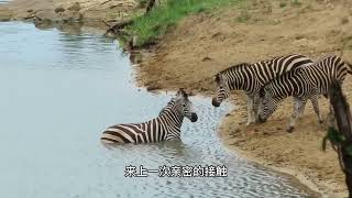 斑马河边饮水被鳄鱼咬住后腿，斑马同伴来看了一眼就跑开了 #野生动物零距离 #斑马 #鳄鱼 #动物 #野生动物