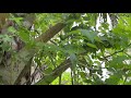 everglades tomato climbing a palm tree