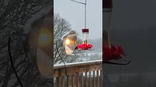 Hummingbird #winter2024 #snow Колибри у поилки зимой #hummingbird #travel #usa